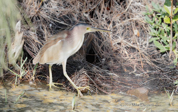 Yellow Bittern (Ixobrychus sinensis) photo image