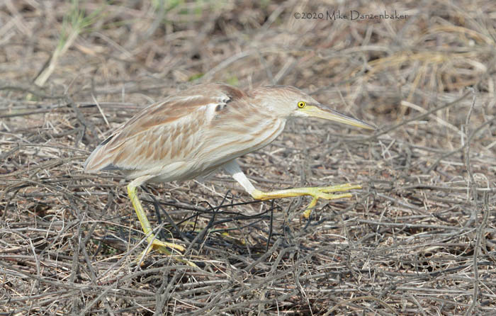 Yellow Bittern (Ixobrychus sinensis) photo image