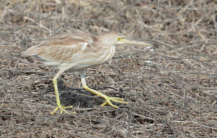 Yellow Bittern (Ixobrychus sinensis) photo image