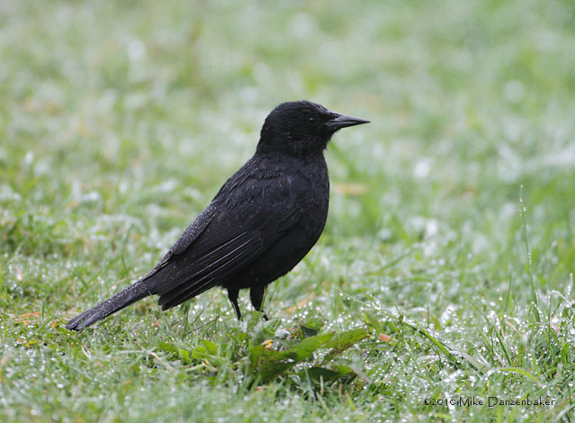 Austral Blackbird (Curaeus curaeus) photo