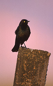Brewer's Blackbird (Euphagus cyanocephalus) photo image