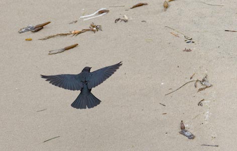 Brewer's Blackbird (Euphagus cyanocephalus) photo image