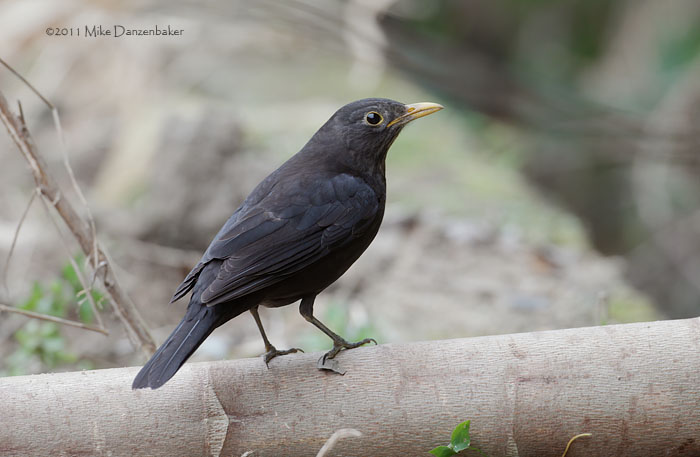 Chinese Blackbird (Turdus mandarinus) photo
