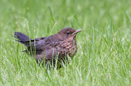 Common Blackbird (Turdus merula) photo image