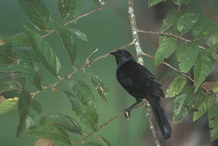 Melodious Blackbird (Dives dives) photo image