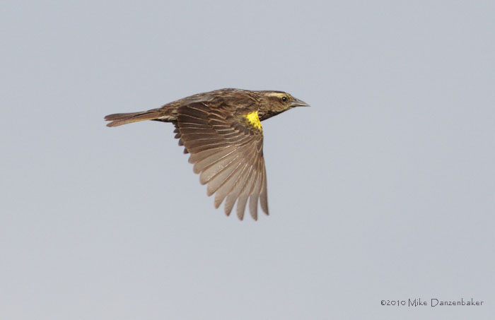 Yellow-winged Blackbird (Agelasticus thilius) photo
