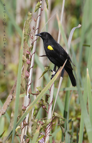 Yellow-winged Blackbird (Agelasticus thilius) photo