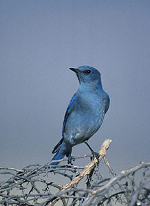 Mountain Bluebird (Sialia currucoides) photo image