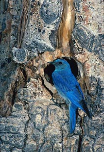 Mountain Bluebird (Sialia currucoides) photo image