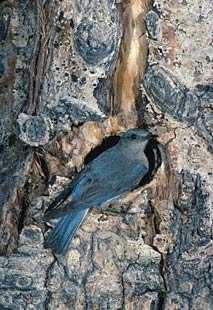 Mountain Bluebird (Sialia currucoides) photo image