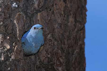 Mountain Bluebird (Sialia currucoides) photo image