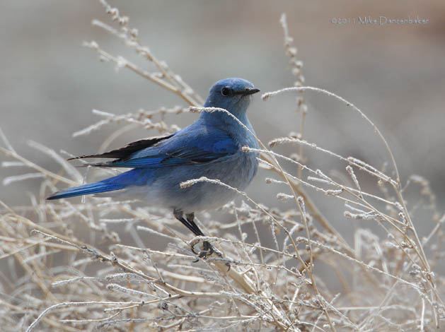 Mountain Bluebird (Sialia currucoides) photo