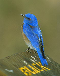 Western Bluebird (Sialia mexicana) photo image