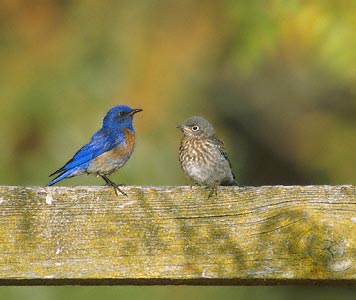 Western Bluebird (Sialia mexicana) photo image