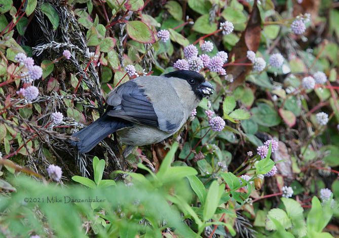 Azores Bullfinch (Pyrrhula murina) photo