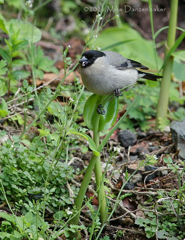 Azores Bullfinch (Pyrrhula murina) photo