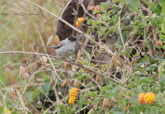 Eurasian Blackcap (Sylvia atricapilla) photo