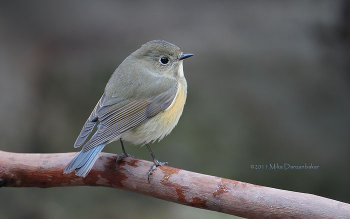 Red-flanked Bluetail (Tarsiger cyanurus) photo image
