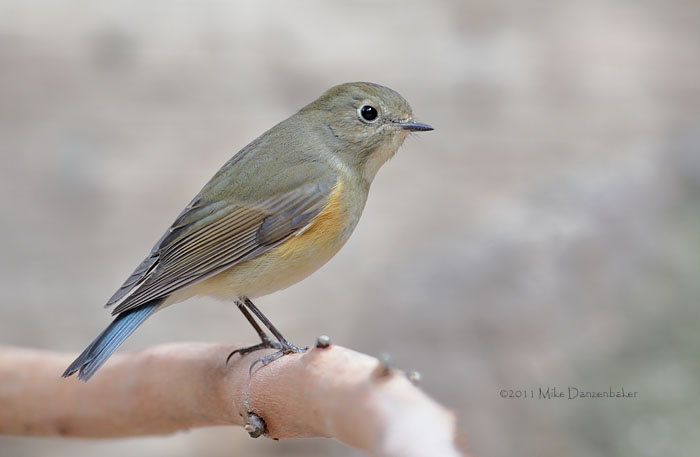 Red-flanked Bluetail (Tarsiger cyanurus) photo image