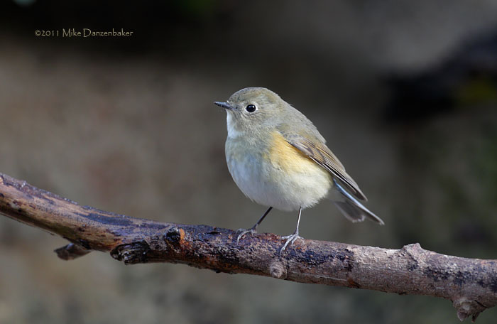 Red-flanked Bluetail (Tarsiger cyanurus) photo image