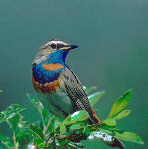 Bluethroat (Luscinia svecica) photo image