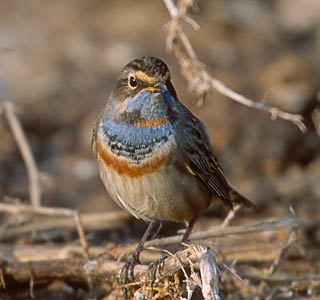 Bluethroat (Luscinia svecica) photo image