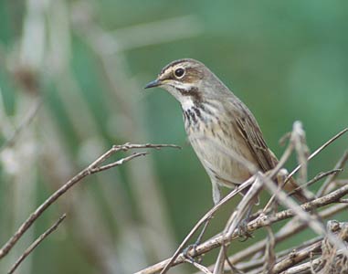 Bluethroat (Luscinia svecica) photo image