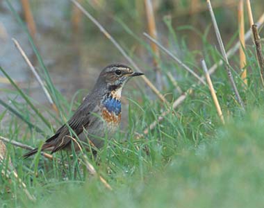 Bluethroat (Luscinia svecica) photo image