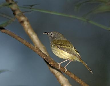 Northern Bentbill (Oncostoma cinereigulare) photo image