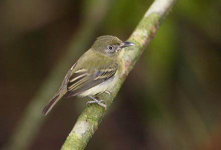 Southern Bentbill (Oncostoma olivaceum) photo image