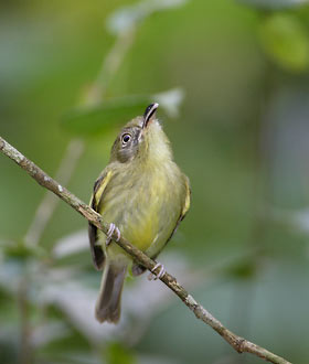 Southern Bentbill (Oncostoma olivaceum) photo image