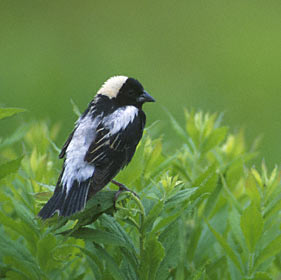Bobolink (Dolichonyx oryzivorus) photo image