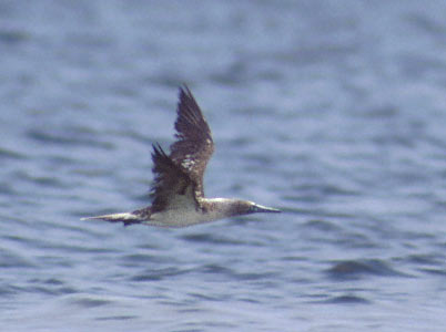 Blue-footed Booby (Sula nebouxii) photo image