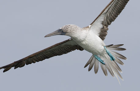 Blue-footed Booby (Sula nebouxii) photo image