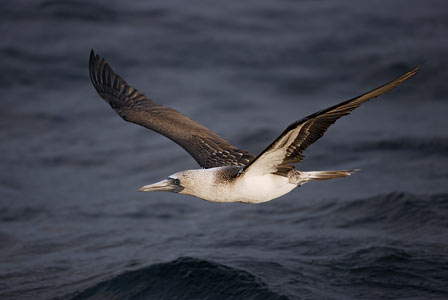 Blue-footed Booby (Sula nebouxii) photo image