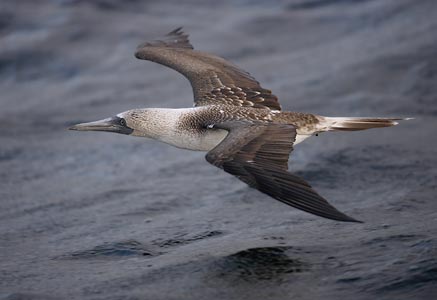 Blue-footed Booby (Sula nebouxii) photo image
