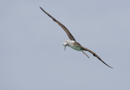 Blue-footed Booby (Sula nebouxii) photo image