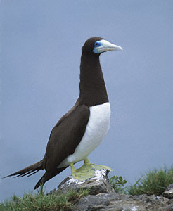 Brown Booby (Sula leucogaster) photo image