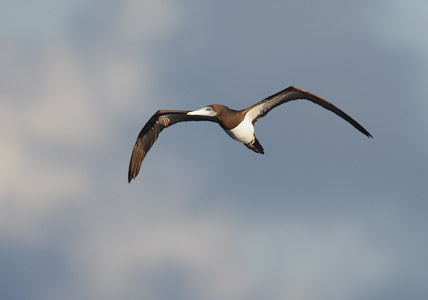 Brown Booby (Sula leucogaster) photo image