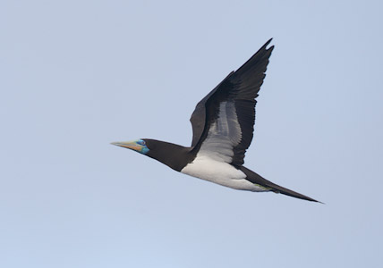 Brown Booby (Sula leucogaster) photo image