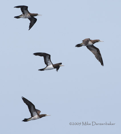 Brown Booby (Sula leucogaster) photo image