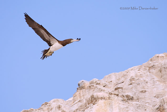 Brown Booby (Sula leucogaster) photo image