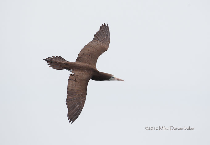 Brown Booby (Sula leucogaster) photo image