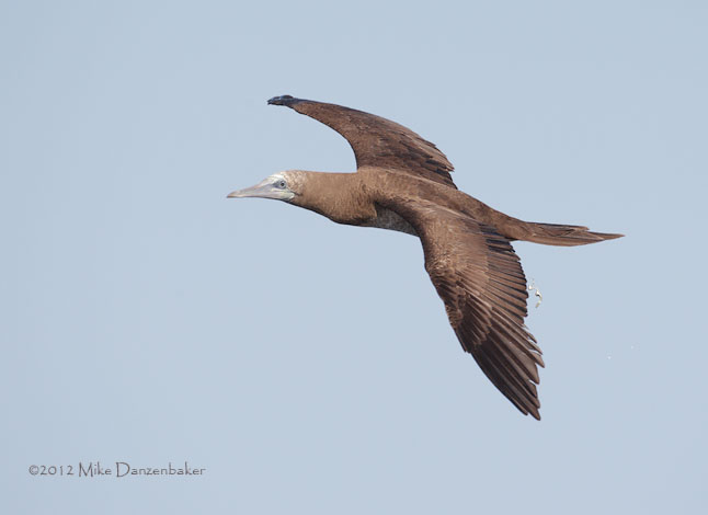 Brown Booby (Sula leucogaster) photo image