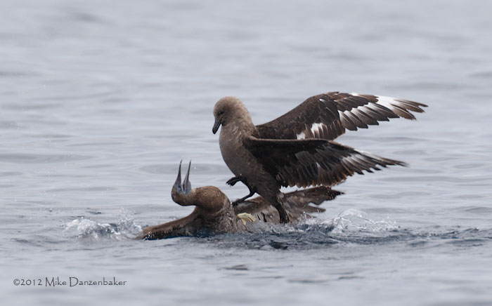 Brown Booby (Sula leucogaster) photo image