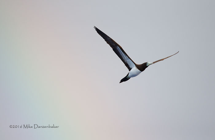 Brown Booby (Sula leucogaster) photo image