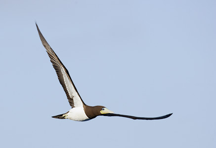 Brown Booby (Sula leucogaster) photo image