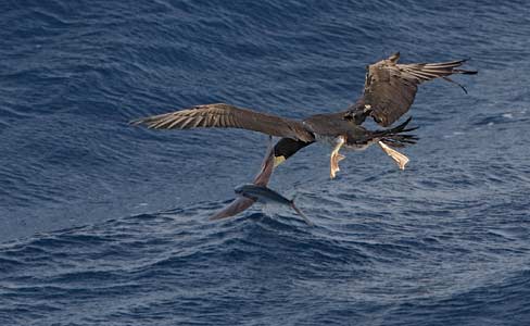 Brown Booby (Sula leucogaster) photo image