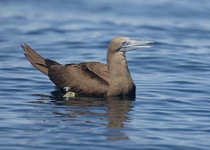 Brown Booby (Sula leucogaster) photo image