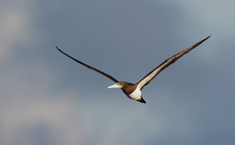 Brown Booby (Sula leucogaster) photo image